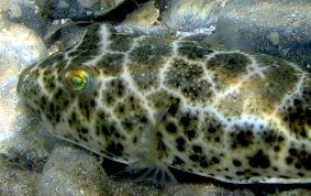 Cherckered Pufferfish - Sphoeroides testudineus