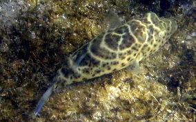 Cherckered Pufferfish - Sphoeroides testudineus