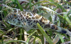 Cherckered Pufferfish - Sphoeroides testudineus