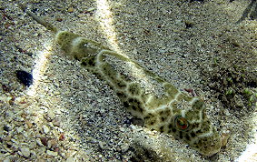 Cherckered Pufferfish - Sphoeroides testudineus