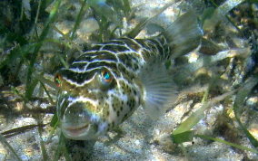 Cherckered Pufferfish - Sphoeroides testudineus