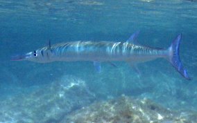 Flat Needlefish - Ablennes hians