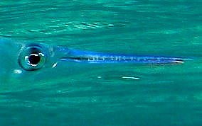 Flat Needlefish - Ablennes hians