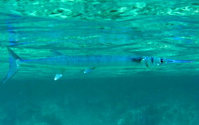 Flat Needlefish - Ablennes hians