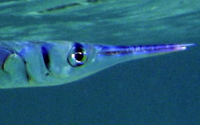 Flat Needlefish - Ablennes hians