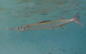 Flat Needlefish - Ablennes hians