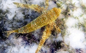 Flying Gurnard - Dectylopterus volitans