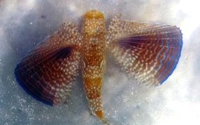 Flying Gurnard - Dectylopterus volitans