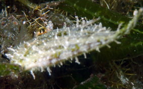 Fringed Filefish - Monacanthus ciliatus