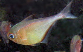 Glassy Sweeper - Pempheris schomburgki