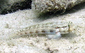 Goldspot Blenny - Gnatholepis thompsoni