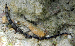 Harlequin Pipefish - Micrognathus crinitus