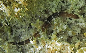 Harlequin Pipefish - Micrognathus crinitus