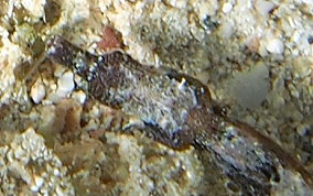 Harlequin Pipefish - Micrognathus crinitus