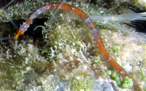 Harlequin Pipefish - Micrognathus crinitus