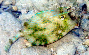 Honeycomb Cowfish - Acanthostracion polygonia 