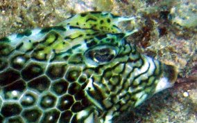 Honeycomb Cowfish - Acanthostracion polygonia 