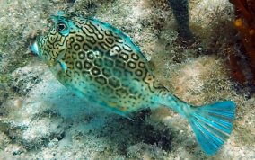 Honeycomb Cowfish - Acanthostracion polygonia