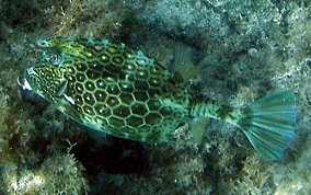 Honeycomb Cowfish - Acanthostracion polygonia 