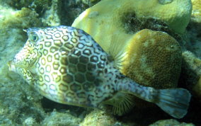 Honeycomb Cowfish - Acanthostracion polygonia 