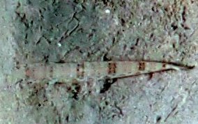 Inshore Lizardfish - Synodus foetens