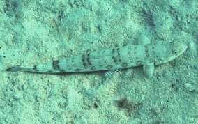 Inshore Lizardfish - Synodus foetens