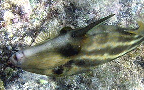 Orangespotted Filefish - Cantherhines pullus