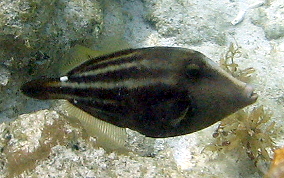 Orangespotted Filefish - Cantherhines pullus