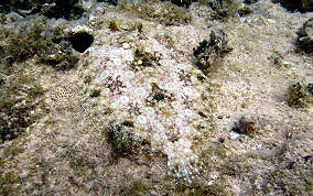 Peacock Flounder - Bothus lunatus