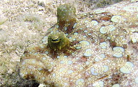 Peacock Flounder - Bothus lunatus