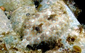 Peacock Flounder - Bothus lunatus