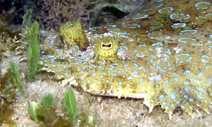 Peacock Flounder - Bothus lunatus