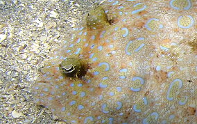 Peacock Flounder - Bothus lunatus