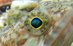 Sand Diver Lizardfish - Synodus intermedius