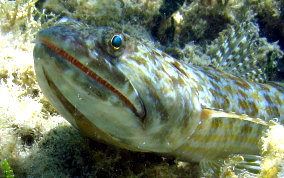 Sand Diver Lizardfish - Synodus intermedius