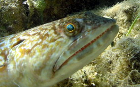 Sand Diver Lizardfish - Synodus intermedius