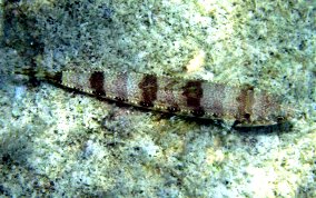 Sand Diver Lizardfish - Synodus intermedius