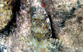 Sand Diver Lizardfish - Synodus intermedius