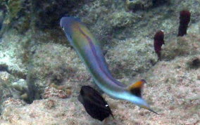 Sand Tilefish - Malacanthus plumieri