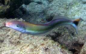 Sand Tilefish - Malacanthus plumieri