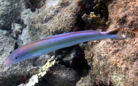 Sand Tilefish - Malacanthus plumieri