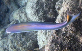 Sand Tilefish - Malacanthus plumieri