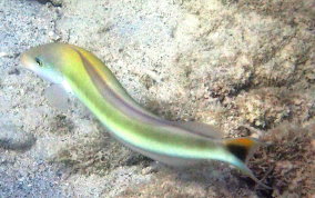 Sand Tilefish - Malacanthus plumieri