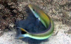 Sand Tilefish - Malacanthus plumieri