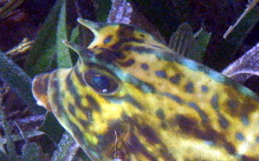 Scrawled Cowfish - Acanthostracion quadricornis 