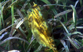 Scrawled Cowfish - Acanthostracion quadricornis 