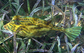 Scrawled Cowfish - Acanthostracion quadricornis 