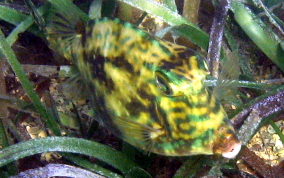 Scrawled Cowfish - Acanthostracion quadricornis 