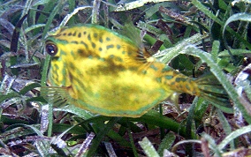 Scrawled Cowfish - Acanthostracion quadricornis 