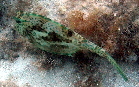 Scrawled Cowfish - Acanthostracion quadricornis 